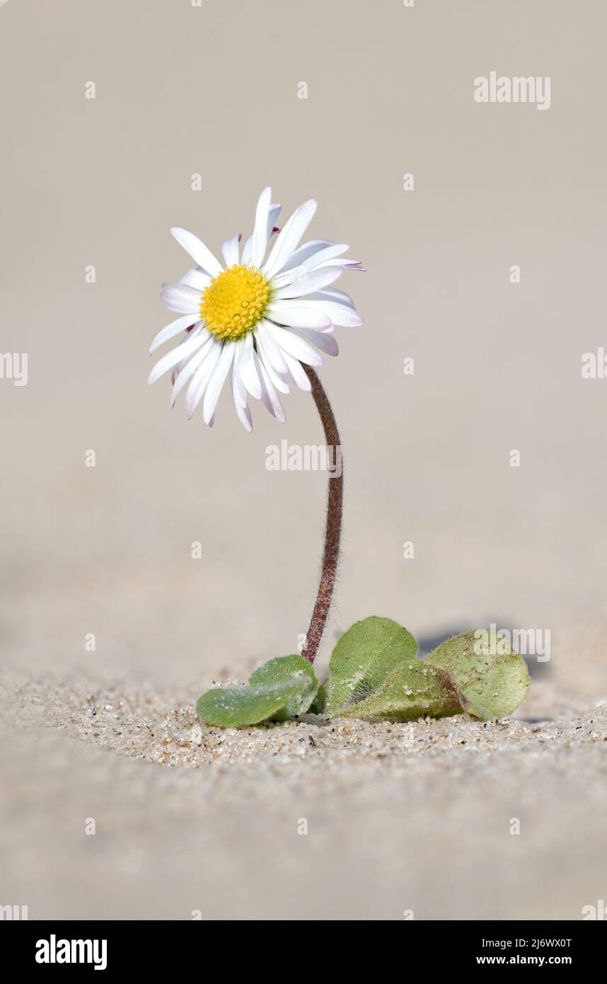 Common Daisy, Bellis perennis, flowering plant growing on a sandy beach  Norfolk, April Stock Photo