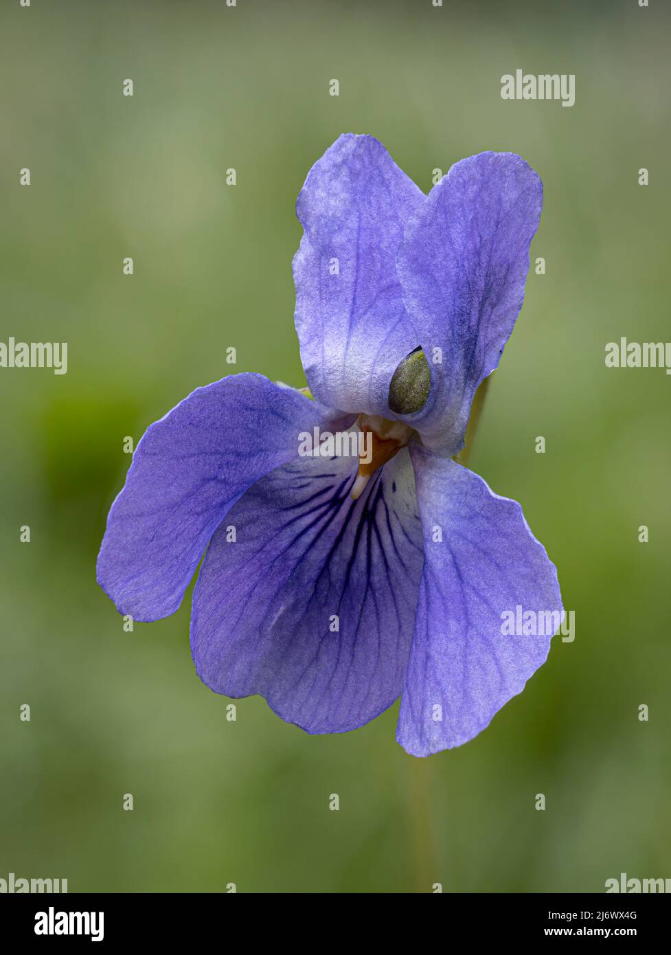 Common Dog Violet; Viola riviniana; flower detail  Norfolk, March Stock Photo
