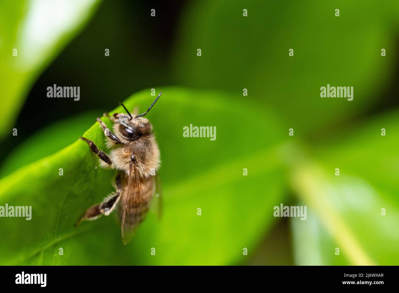 Honey bee on a green leaf of a Chinese star jasmine Stock Photo