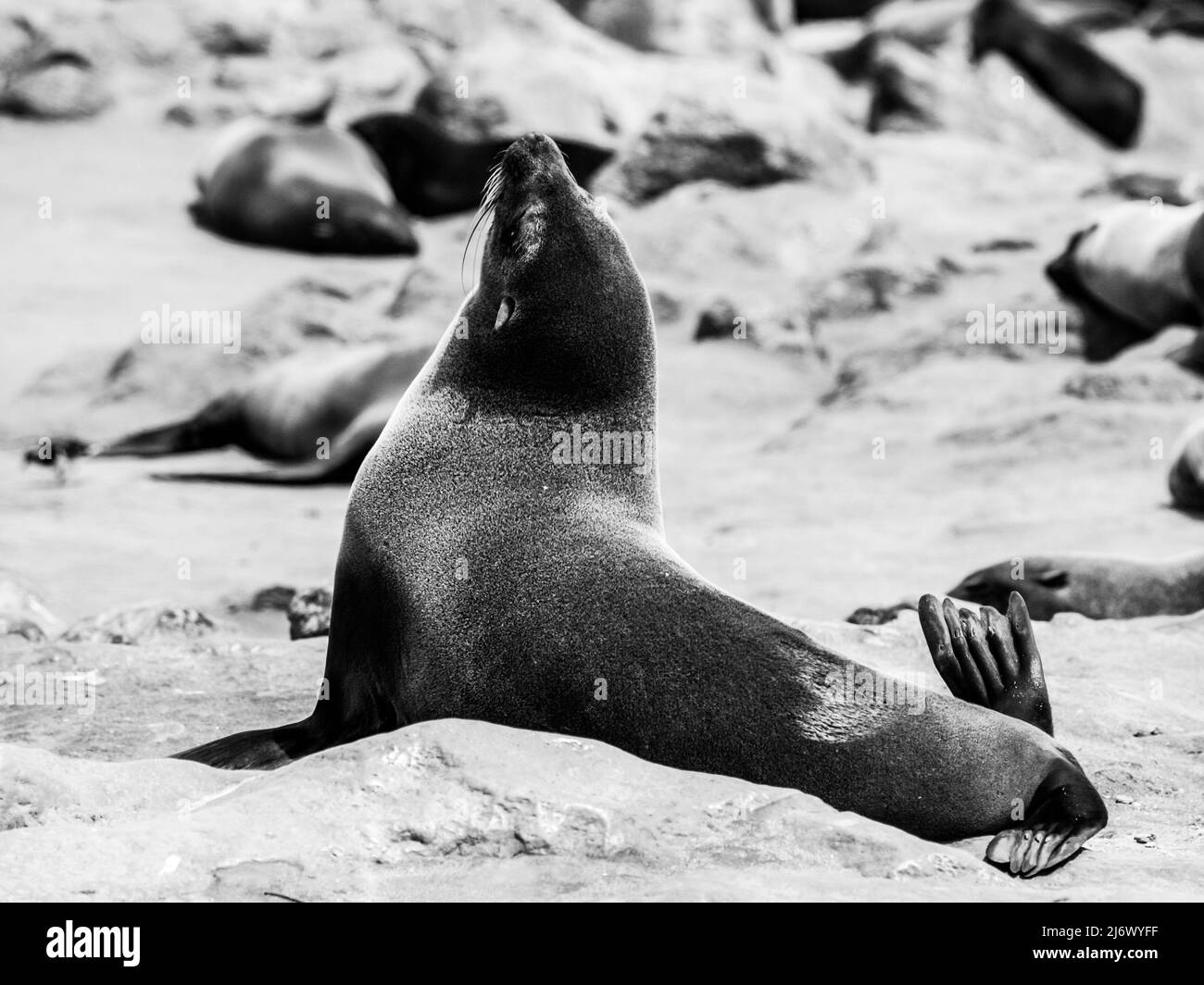 Seal colony Black and White Stock Photos & Images - Alamy