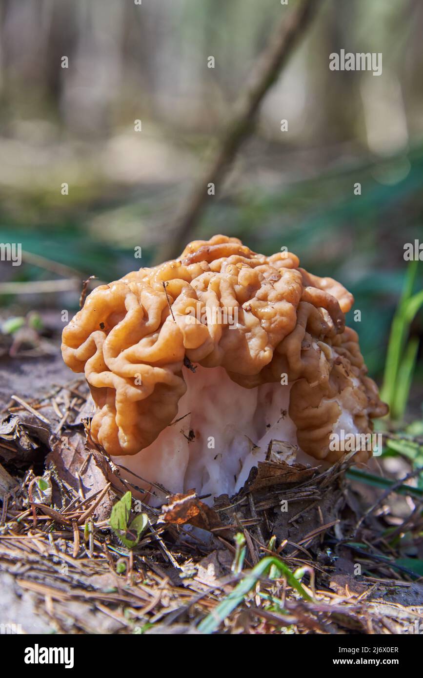 A bright spring mushroom, Gyromitra gigas, in a forest clearing. Stock Photo