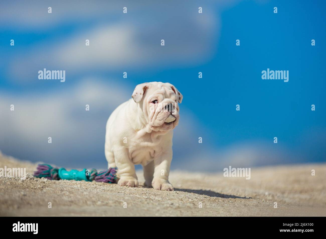 Gorgeous white English Bulldog puppy against a bright blue sky Stock Photo