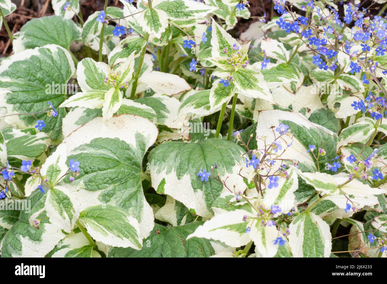 Brunnera macrophylla 'Dawson's White' Stock Photo - Alamy