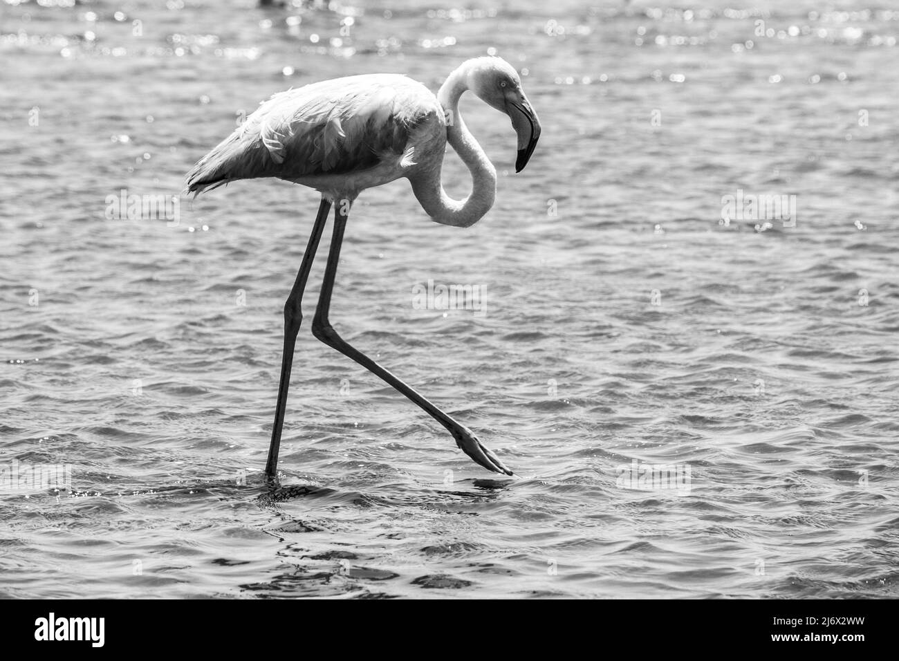 Flamingo walk in shallow water Stock Photo