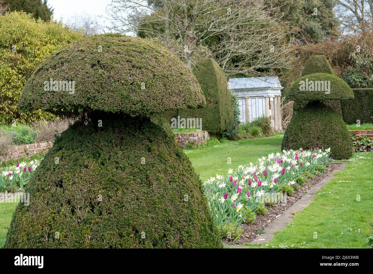 topiary trees and tulips in an english country garden Stock Photo Alamy