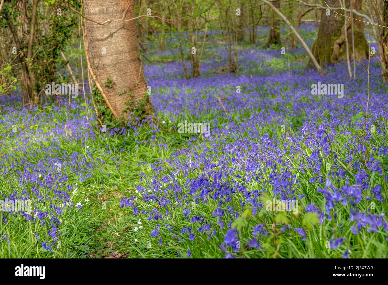 carpet of Beautiful bluebells a symbol of humility constancy gratitude and everlasting love amongst trees in woodland Stock Photo