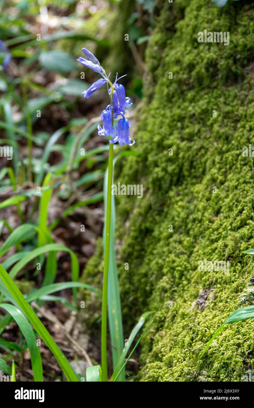 Beautiful bluebells a symbol of humility constancy gratitude and everlasting love with a tree trunk covered in moss in the background Stock Photo