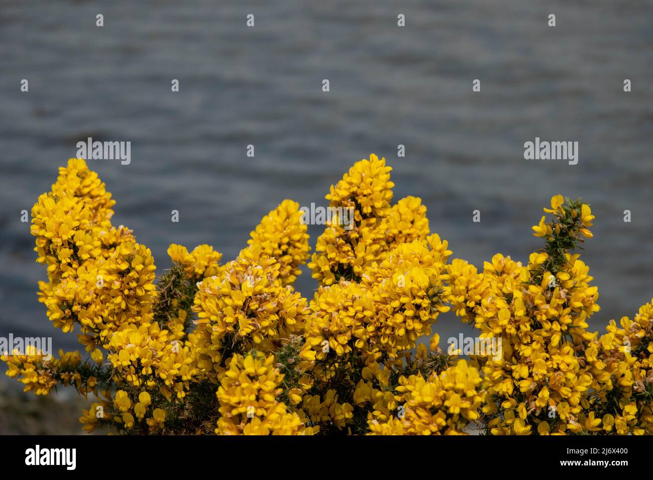 bright yellow spiky common gorse a member of the pea family with the sea in the background Stock Photo