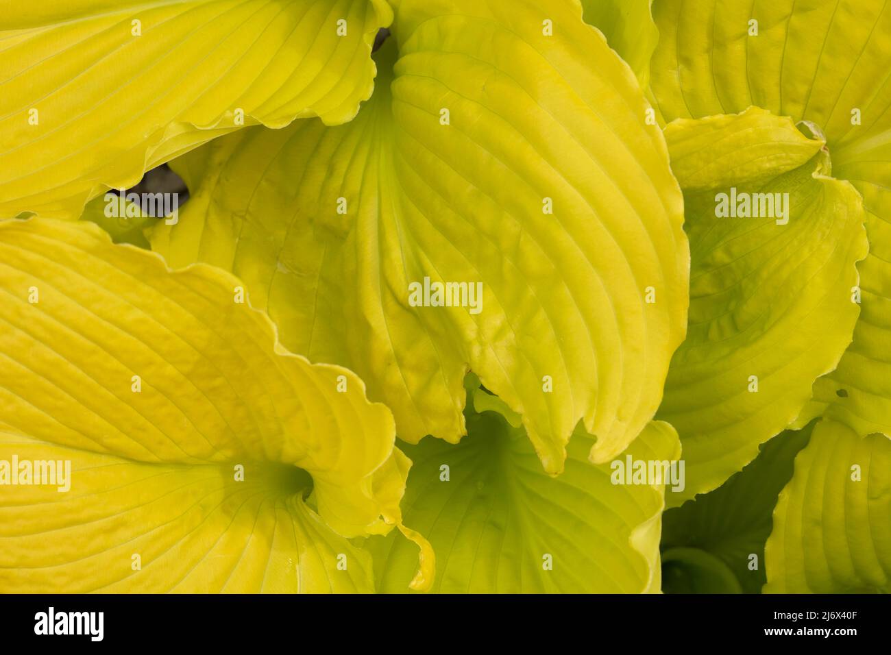 Nature Textures Spring Natural plant abstract, showing textures and patterns, featuring ...