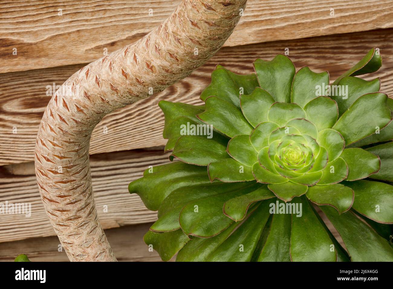 Intriguing Aeonium undulatum, Aeonium youngianum, Aeonium pseudotabuliforme hort, saucer plant. Natural plant portrait in close-up Stock Photo