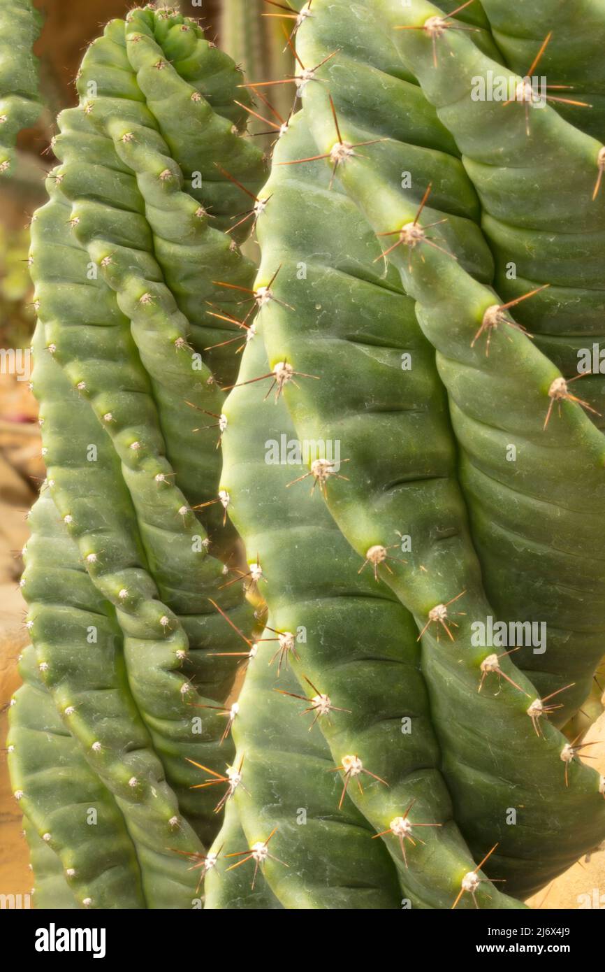 Macro natural plant portraitof a section of Cereus ‘Spiralis’, spiraled cereus ( syn. Cereus forbesii Spiralis ) Stock Photo