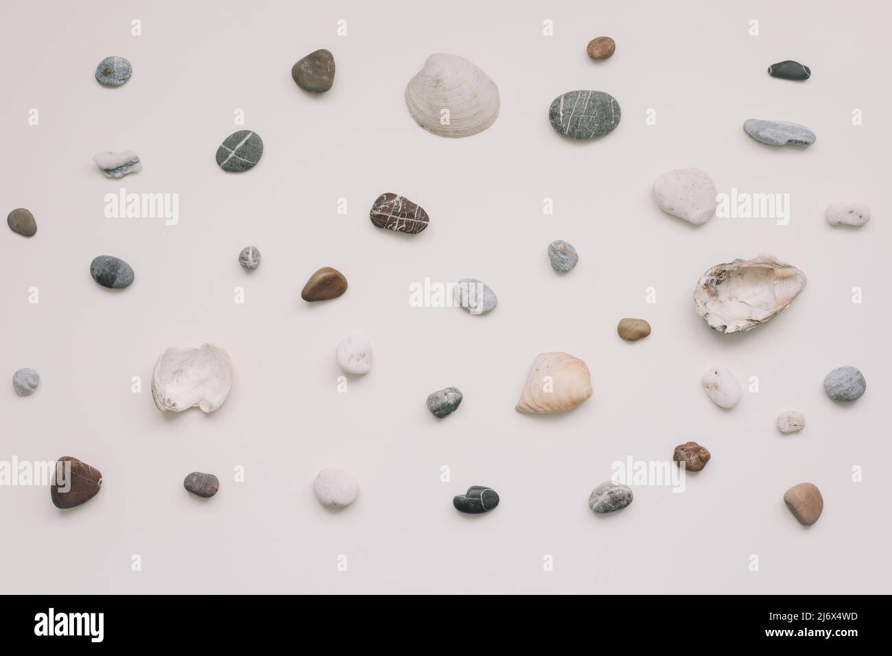 Sea shells pattern on white background. Summer concept. Flat lay, top view. Stock Photo