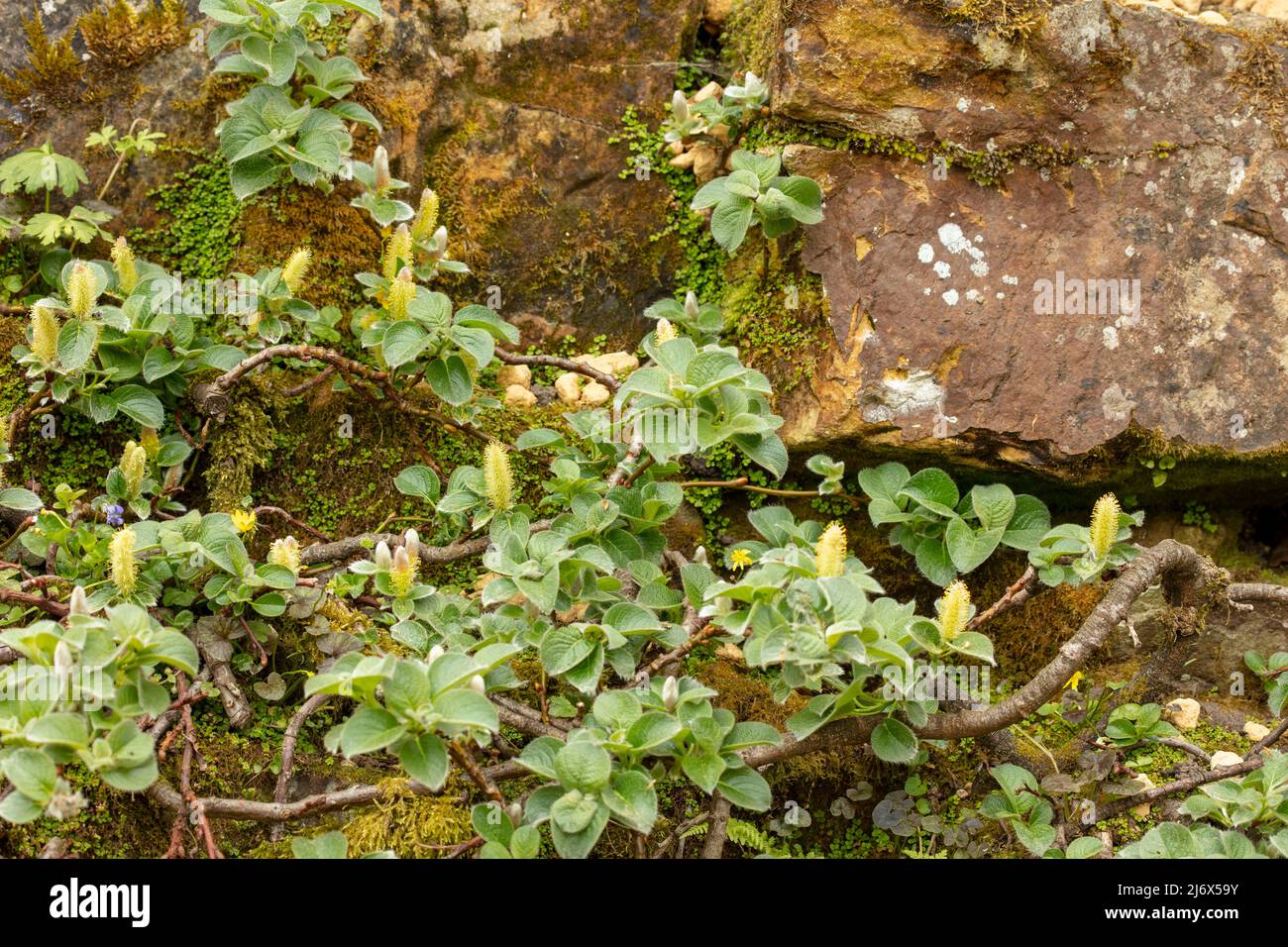 Tight close-up plant portrait of Salix nakamurana var. yezoalpina, creeping alpine willow, against stone Stock Photo