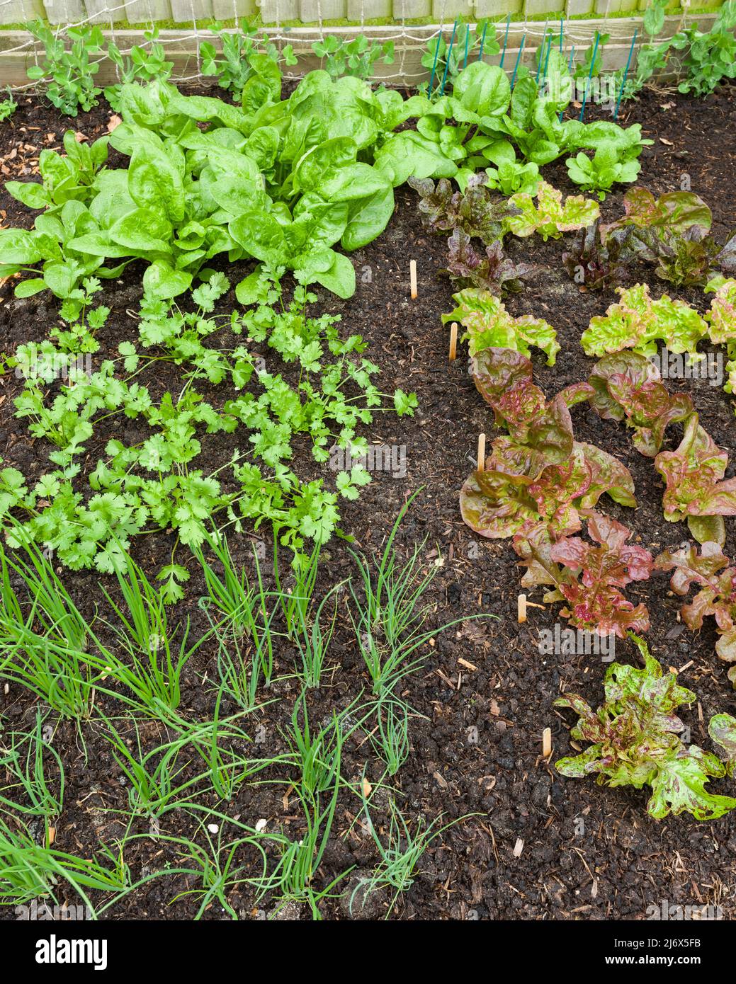 Various salad vegetables including lettuce, spinach, coriander and spring onions growing in a no dig style vegetable garden in spring. Stock Photo