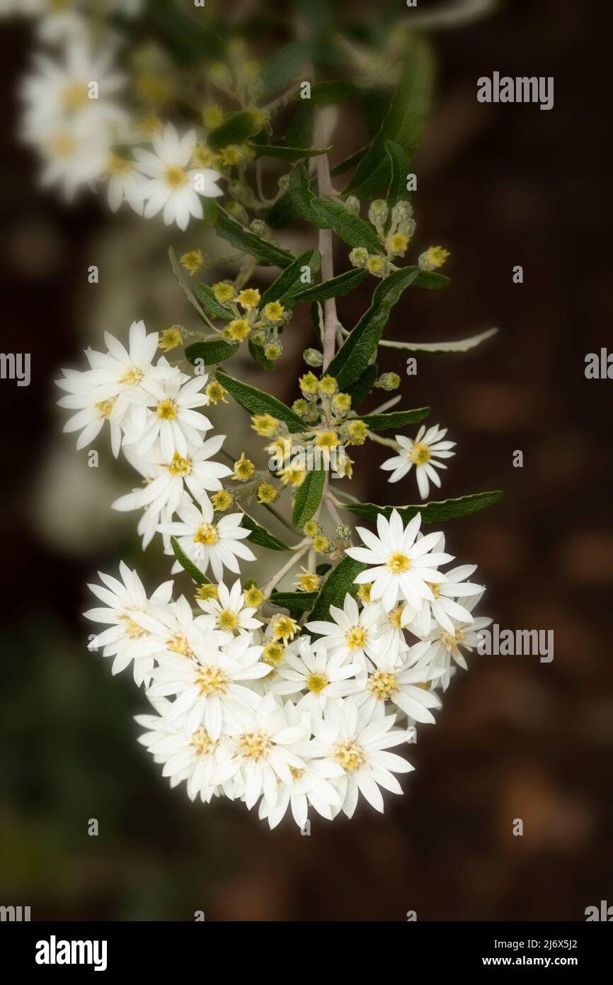 Natural close-up plant portrait of Olearia × scilloniensis, Scilly ...