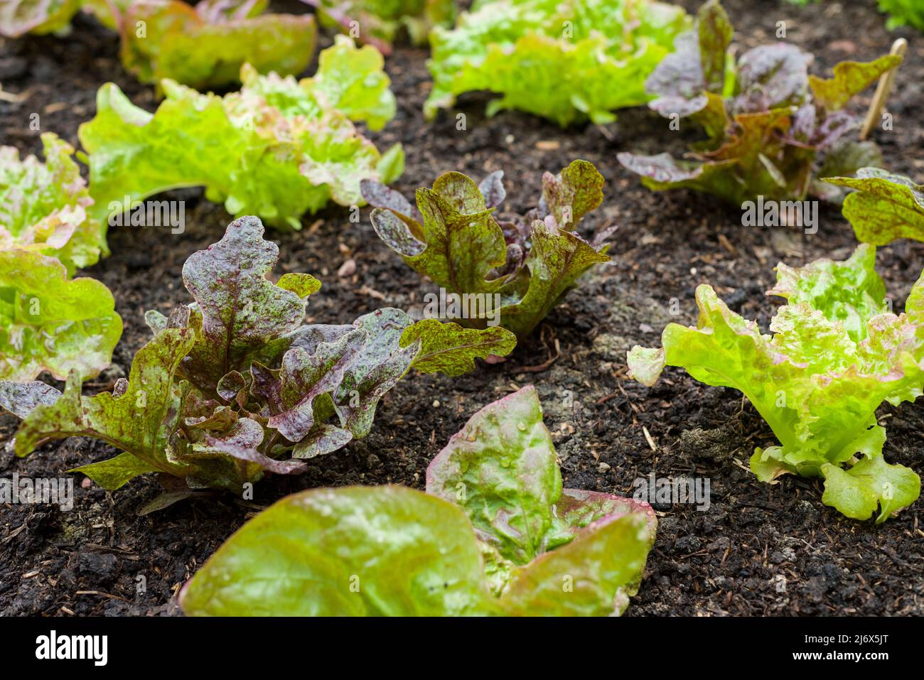 Young lettuce plants (Flashy Butter Oak centre and Rossa di Trento) growing in a no-dig style vegetable garden in spring. Stock Photo