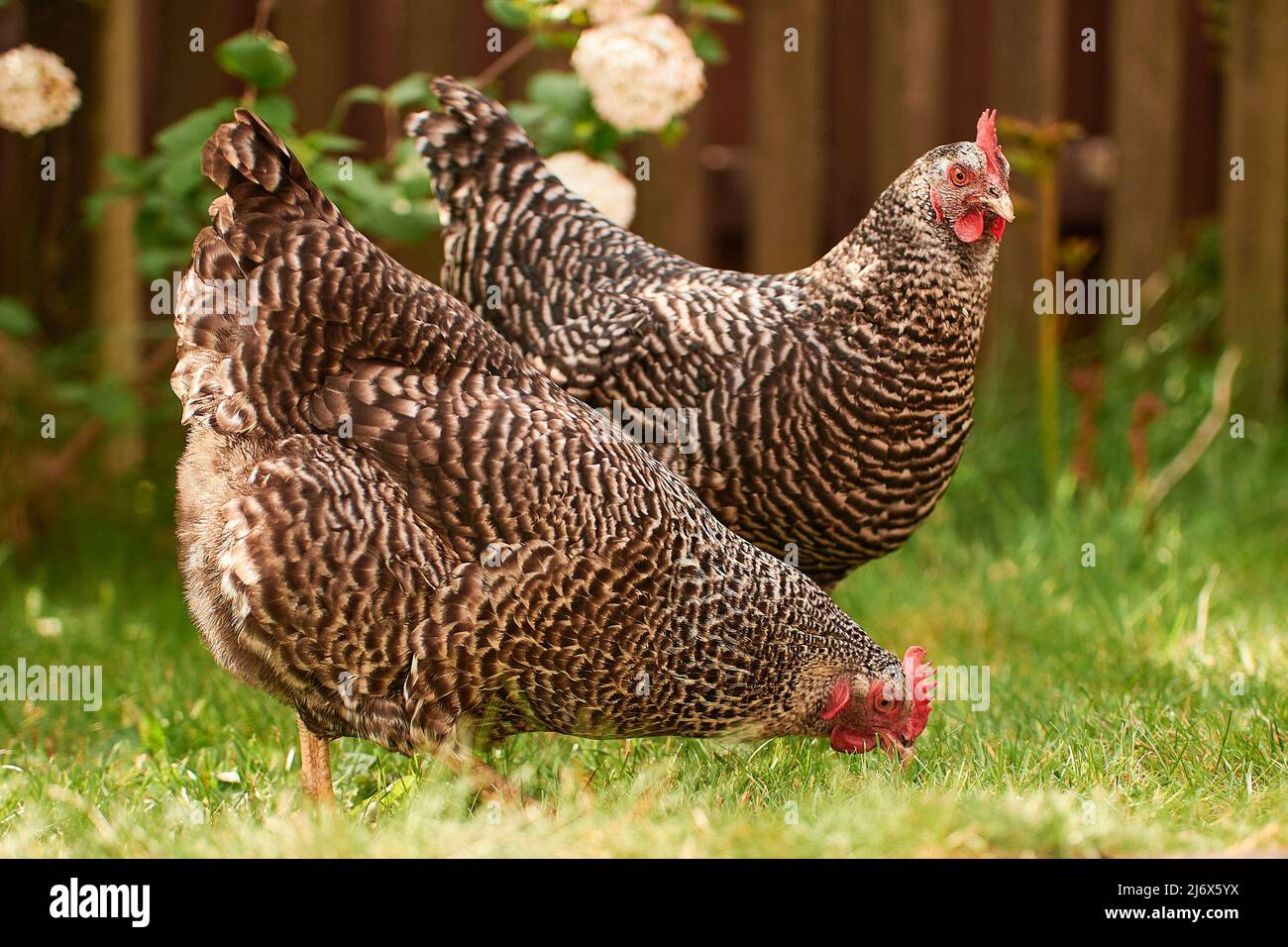 a bunch of chicken outdoors in the green Stock Photo
