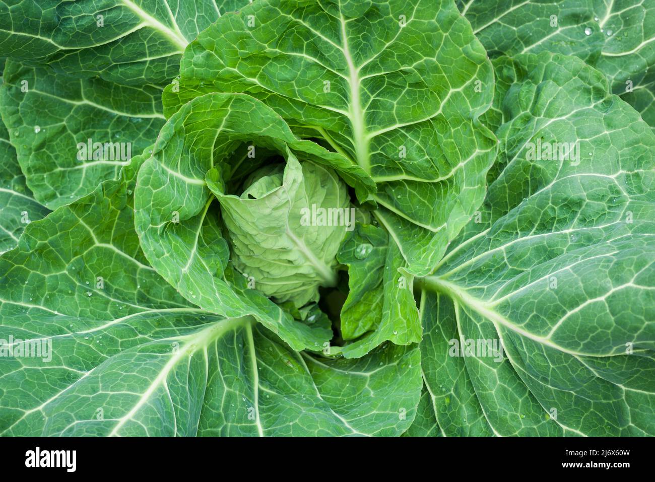 Wheelers Imperial Cabbage growing in a no-dig style vegetable garden in spring. Stock Photo