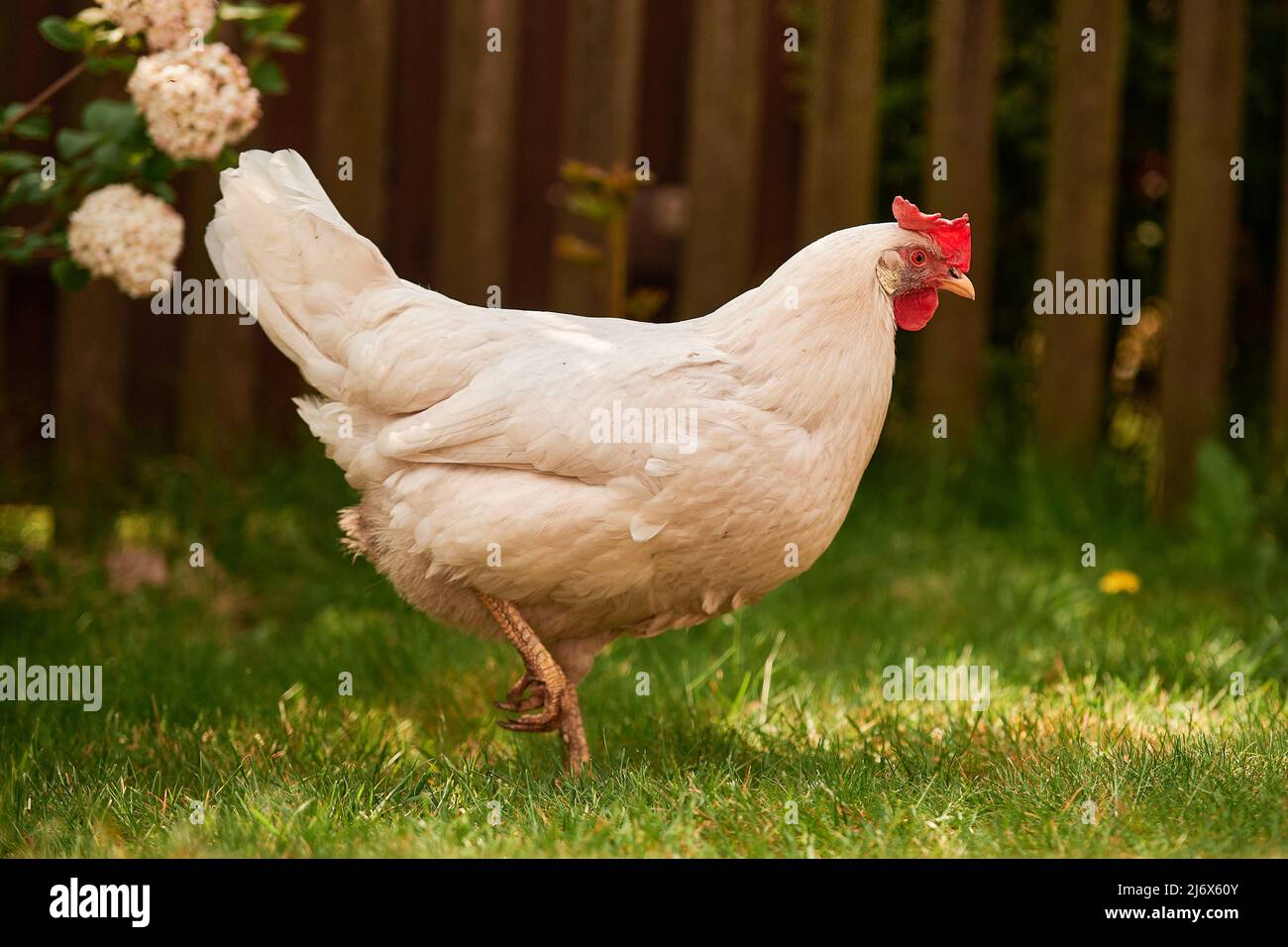 a single white chicken outdoors in the green Stock Photo