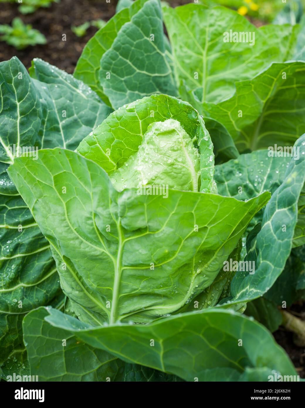 Wheelers Imperial Cabbage growing in a no-dig style vegetable garden in spring. Stock Photo