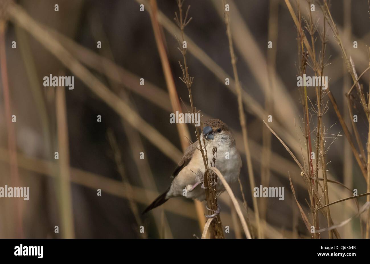 Indian Silverbills (Lonchura malabarica) bird perching on the branch of tree. Stock Photo