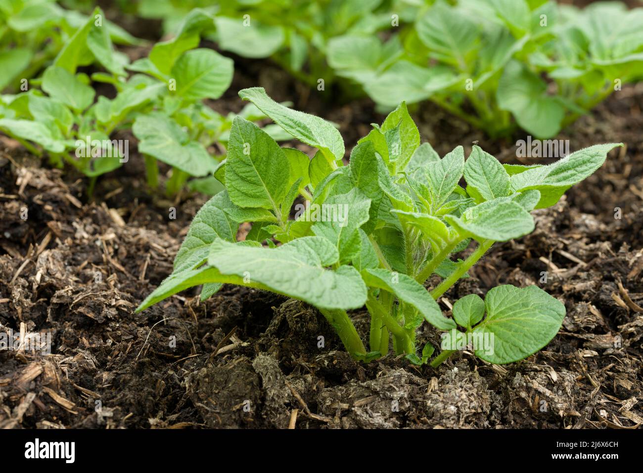 Young Pentland Javelin first early potato plants growing in a no-dig style vegetable garden in spring. Stock Photo