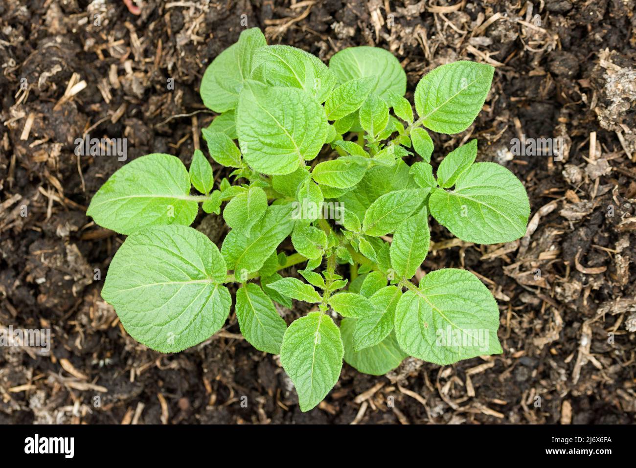 Young Charlotte second early potato plant growing in a no-dig style vegetable garden in spring. Stock Photo