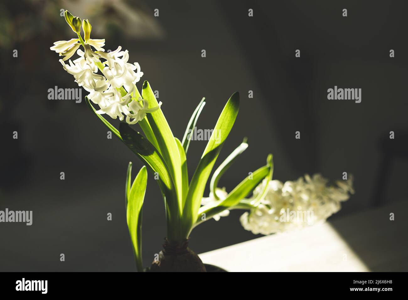 White hyacinth flower close-up in the sunlight Stock Photo