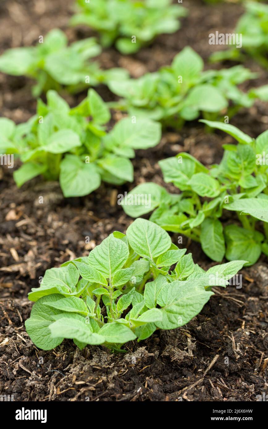 Young Pentland Javelin first early potato plants growing in a no-dig style vegetable garden in spring. Stock Photo