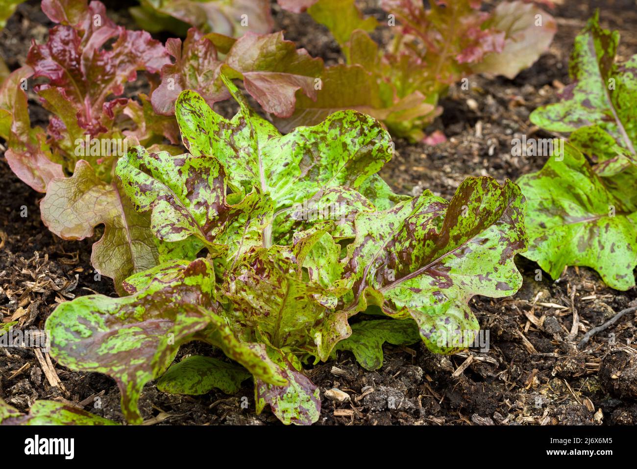 A young Flashy Butter Oak lettuce plant growing in a no-dig style vegetable garden in spring. Stock Photo