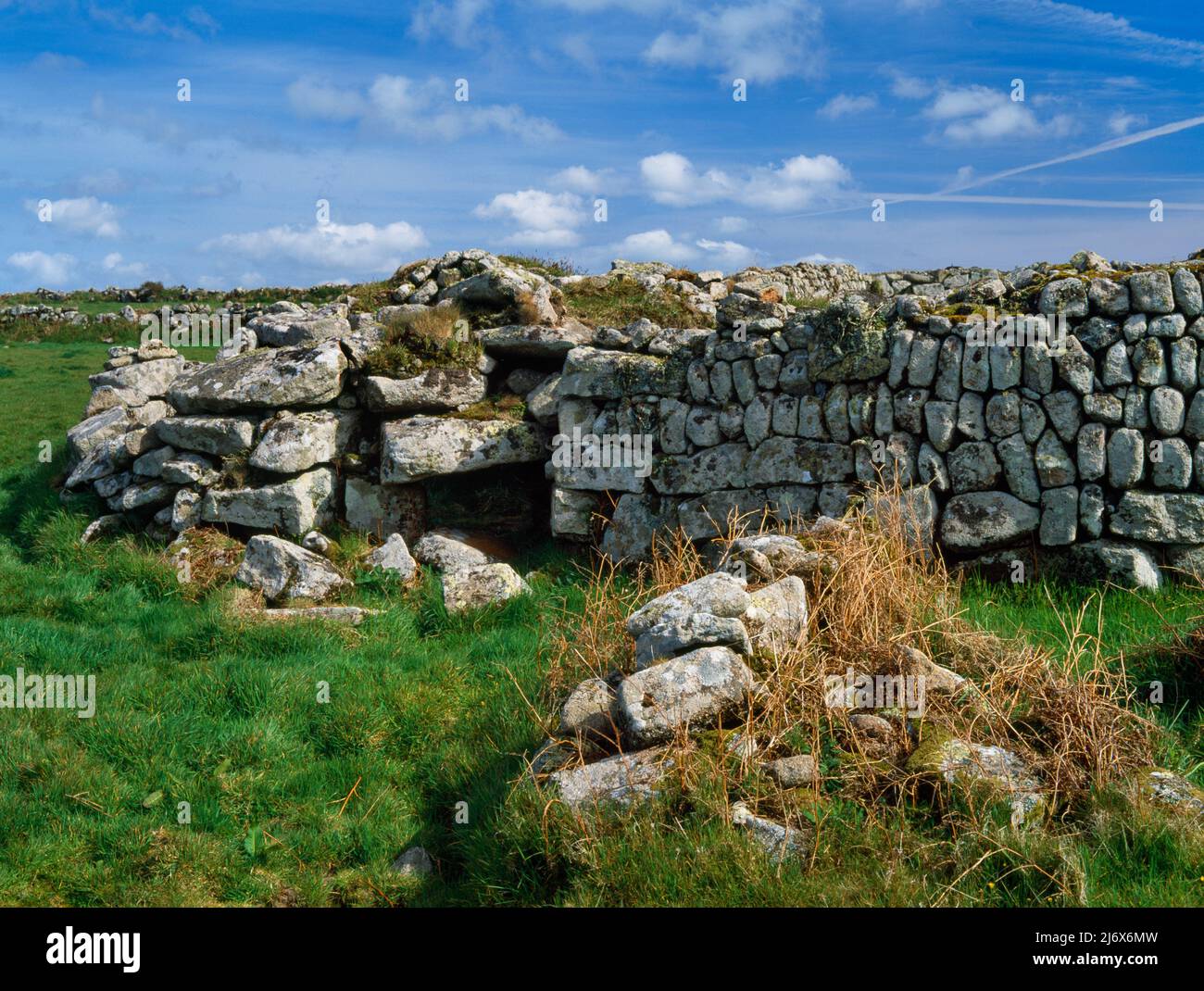 Bosporthennis, Cornwall, England, UK: at NE corner of a high walled, rectangular Medieval field stands the remains of an Iron Age corbelled round hut. Stock Photo