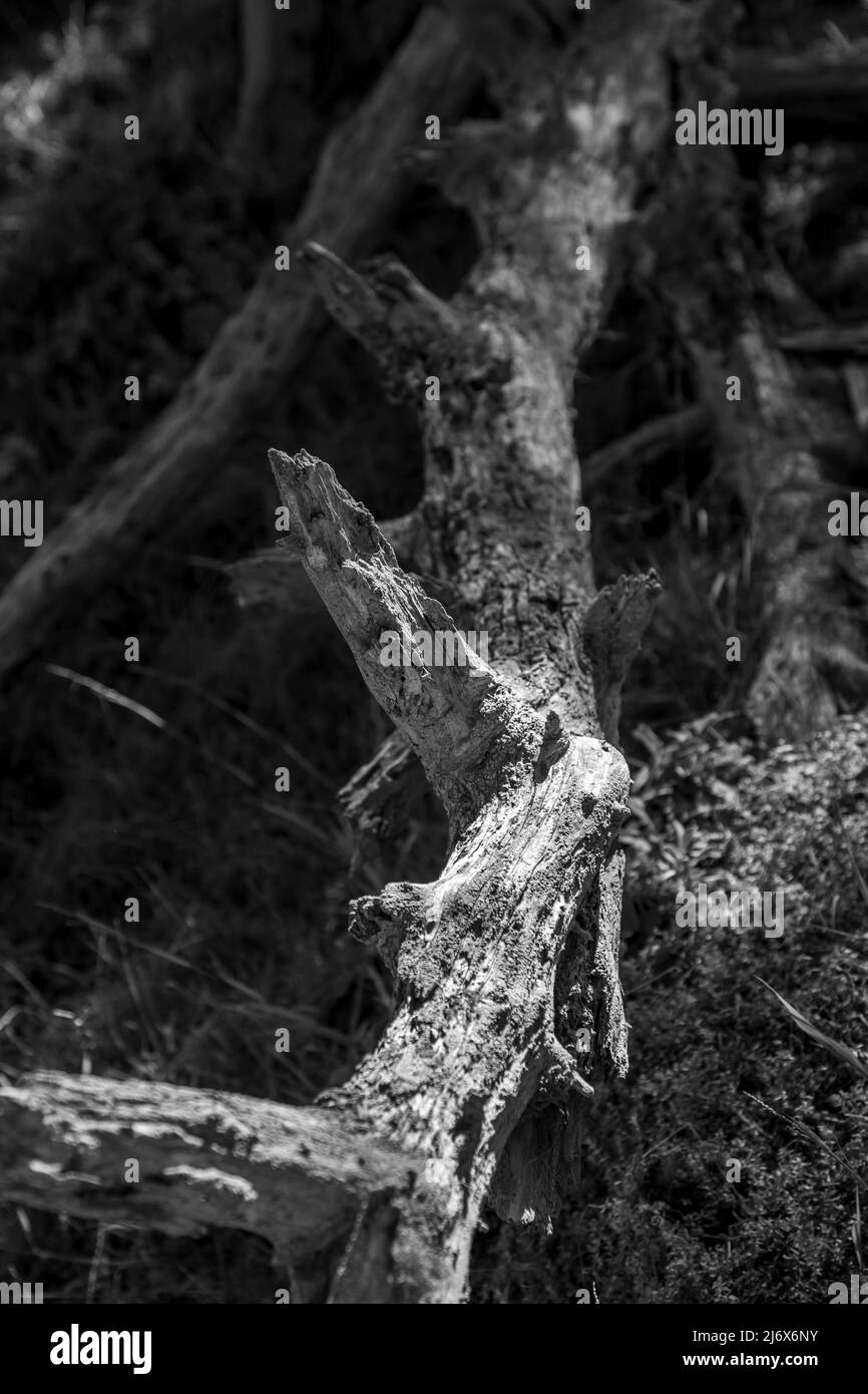 Point Lobos sits just below the town of Carmel on the coast of California. Accessed by Highway 1. Stock Photo