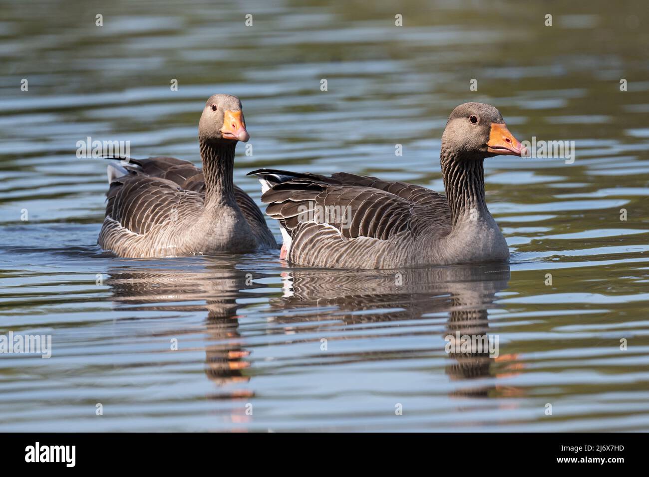 Pair of greylag geese swimming in a pond Stock Photo