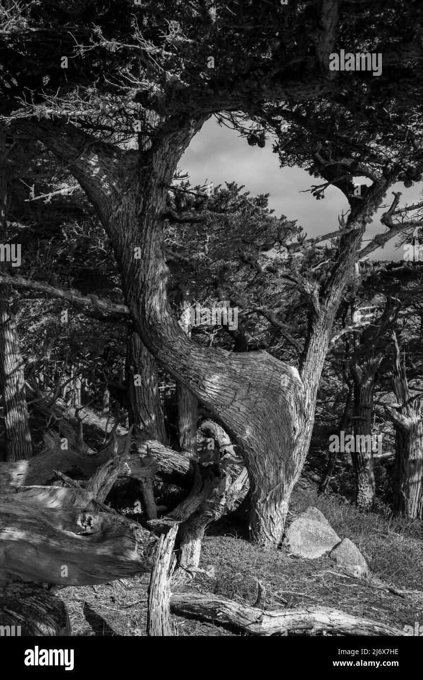 Point Lobos sits just below the town of Carmel on the coast of California. Accessed by Highway 1. Stock Photo