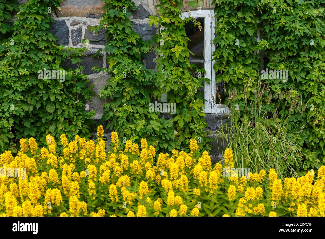 The facade of the house is immersed in greenery and yellow flowers, the white windows of the house, rural scene Stock Photo