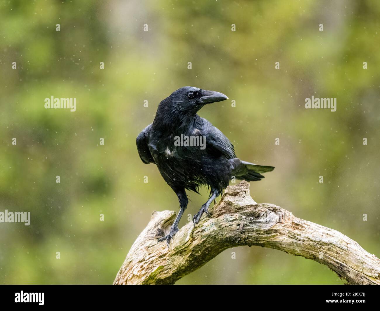 Welsh Crow Carrion crow foraging in spring in mid Wales Stock Photo - Alamy