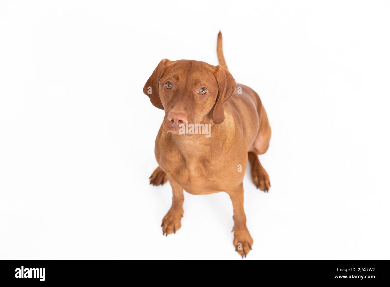 Aerial view of a seated Hungarian Great Dane on a white background