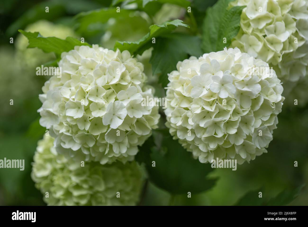 Blooming flowers of Viburnum opulus Roseum, European Cranberrybush or ...