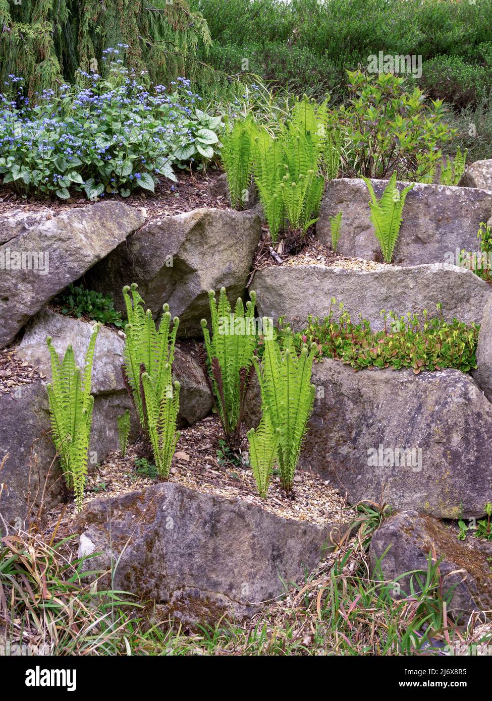 Green ferns unfurling in a rock garden Stock Photo