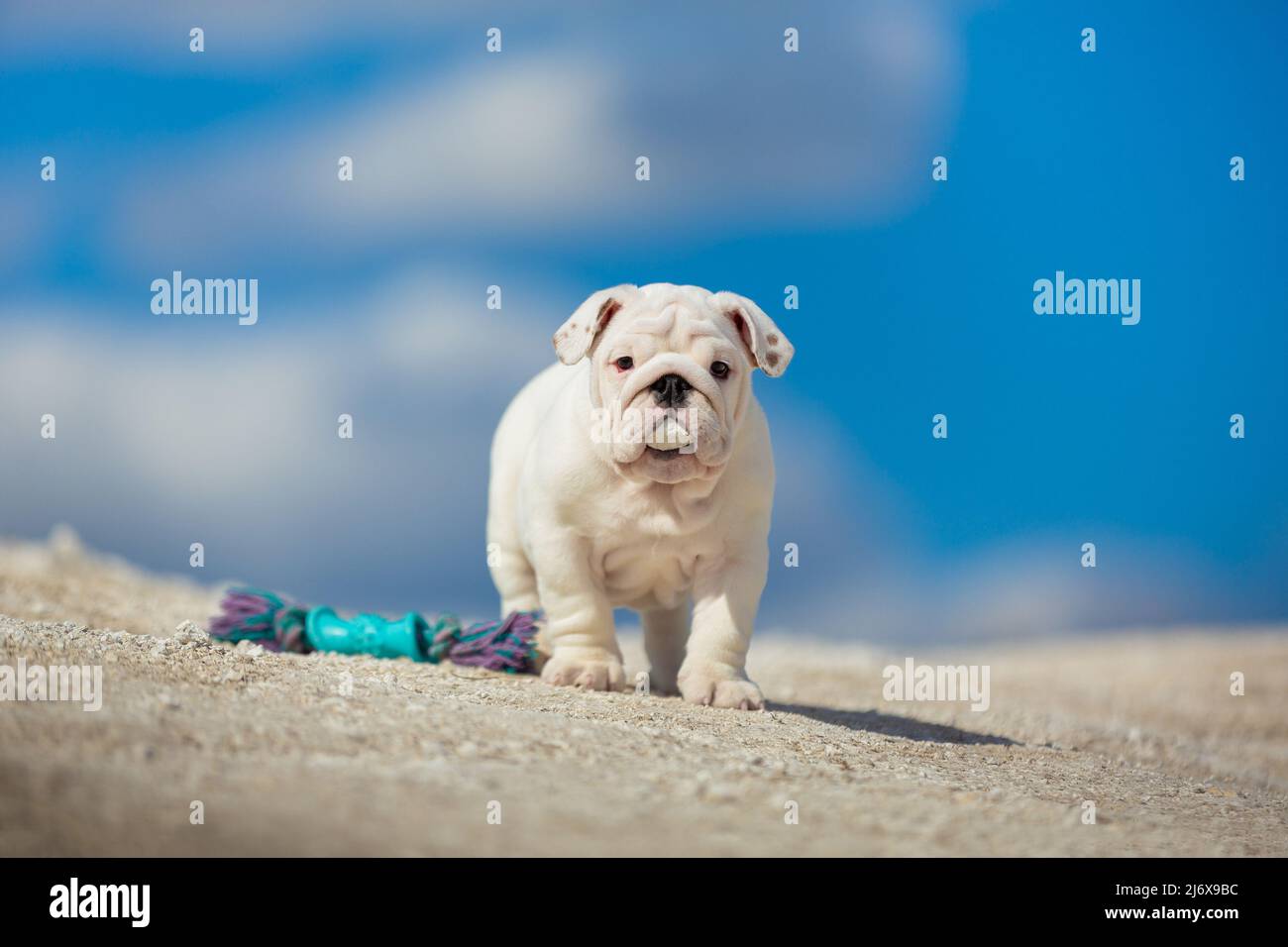 Gorgeous white English Bulldog puppy against a bright blue sky Stock Photo