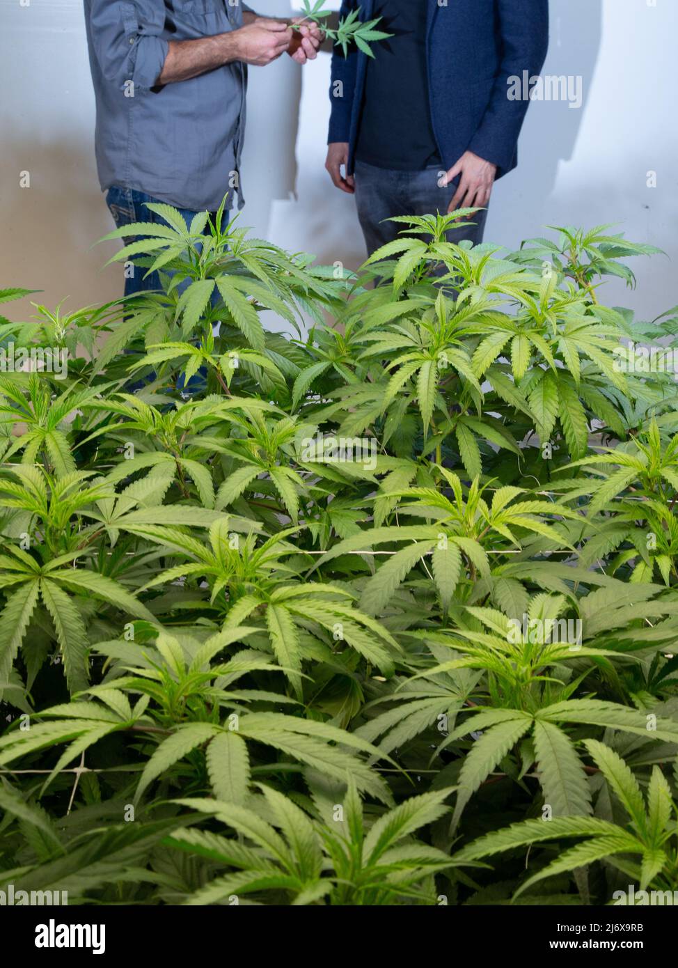 Marijuana Harvest and plants with buds Stock Photo - Alamy