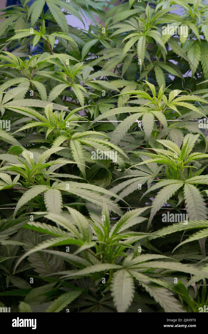 Marijuana Harvest and plants with buds Stock Photo - Alamy