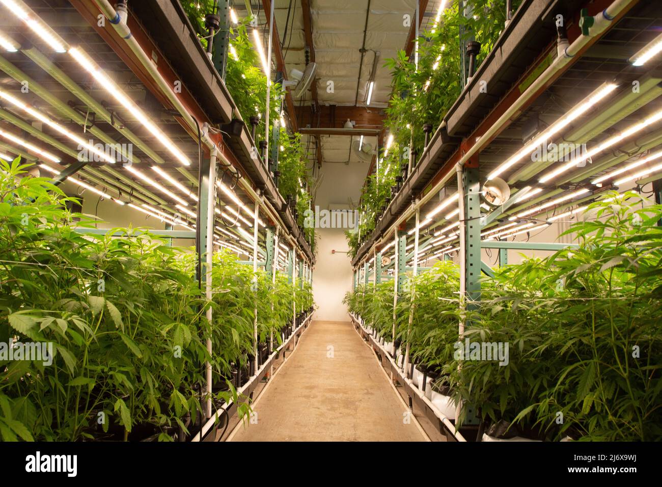Marijuana Harvest and plants with buds Stock Photo - Alamy