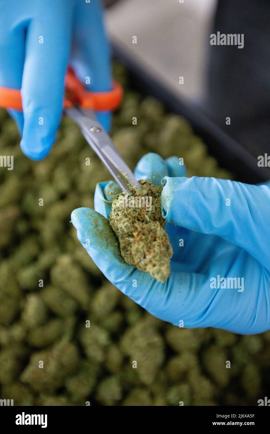 Marijuana Harvest and plants with buds Stock Photo - Alamy