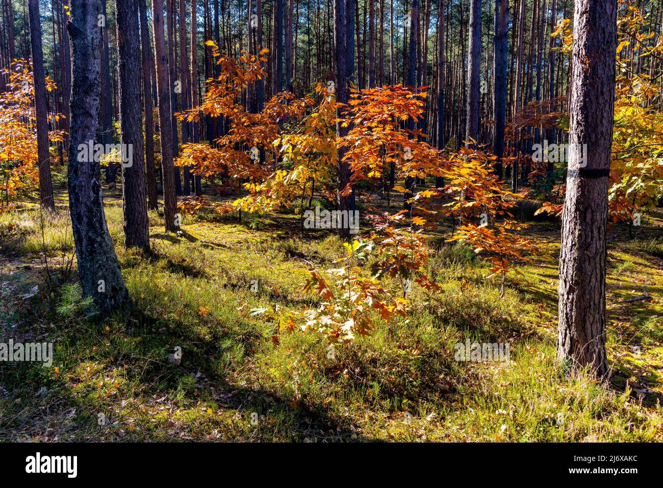 Autumn panorama of mixed forest thicket with colorful tree leaves mosaic in Mazowiecki Landscape Park in Celestynow town near Warsaw in Mazovia region Stock Photo
