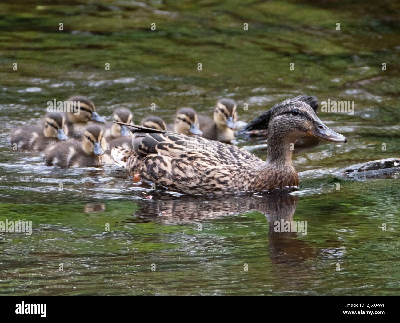 Mallard hen duck and ducklings have a trip up the River Almond in  Almondell Country Park, West Lothian. Stock Photo