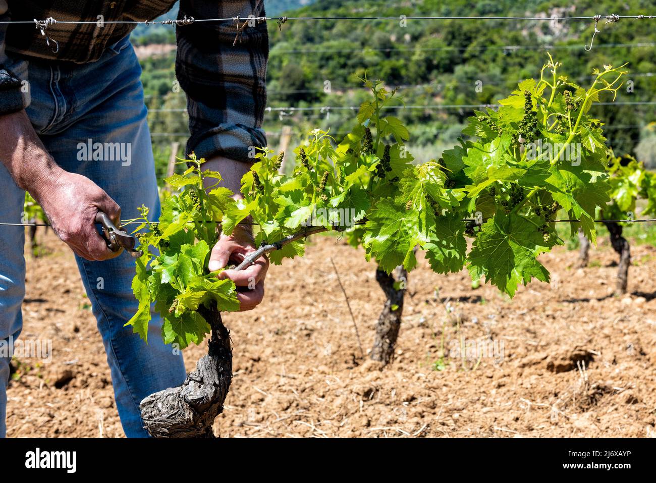 Green pruning of the vineyard. Farmer removes excess young sprouts from