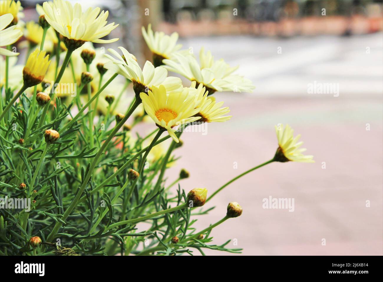 Close up yellow oxeye daisy flowers  photo Stock Photo