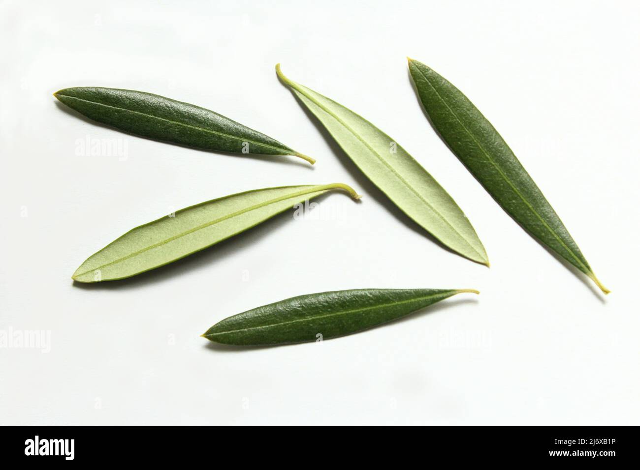 Olive leave front and back side photo isolate on white background top view Stock Photo