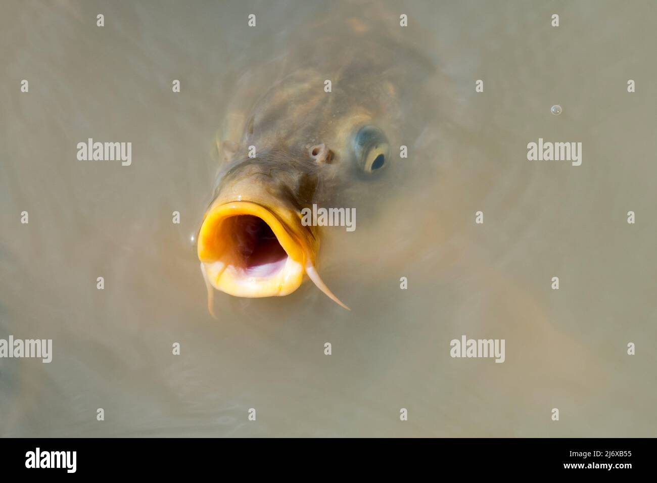 Eurasian carp / European carp / common carp (Cyprinus carpio) breathing and surfacing with big open mouth for food in pond Stock Photo